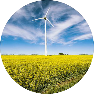 Windkraftanlage hinter gelbem Rapsfeld und vor blauem Himmel mit Schleierwolken